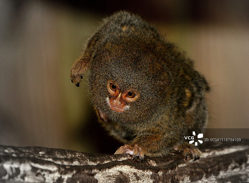 侏儒狨图片素材