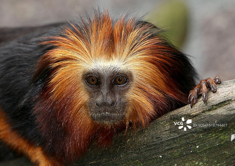 金头狮狨猴图片素材