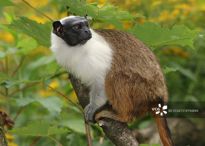 黑手柽柳猴肖像图片素材