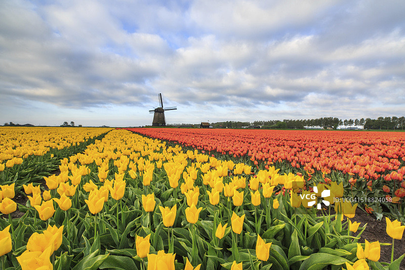 荷兰伯克迈尔的彩色郁金香图片素材