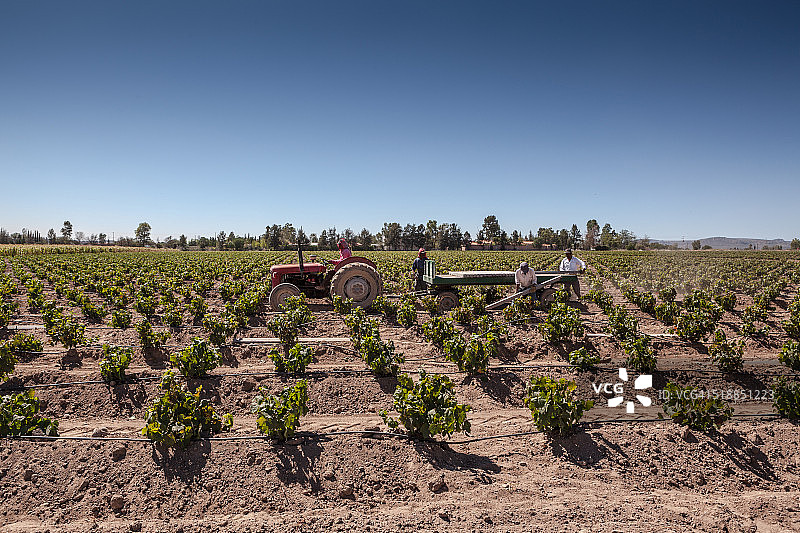 正在耕作的年轻葡萄园图片素材