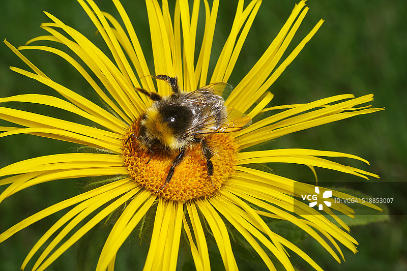 英国花园中黄色雏菊上的熊蜂图片素材