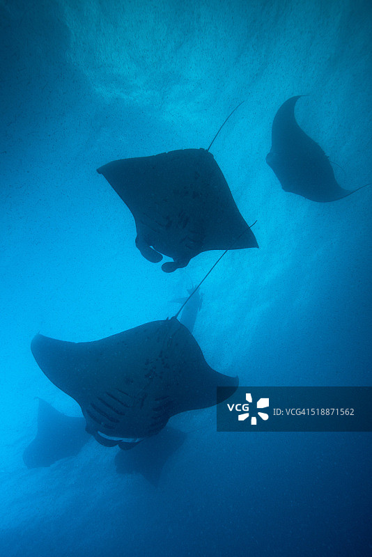 帕劳，密克罗尼西亚蝠鲼和浮游生物图片素材