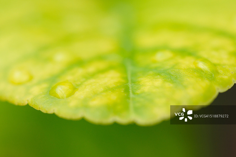 柠檬叶图片素材