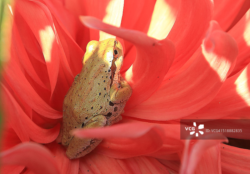 大丽花中的太平洋树蛙图片素材