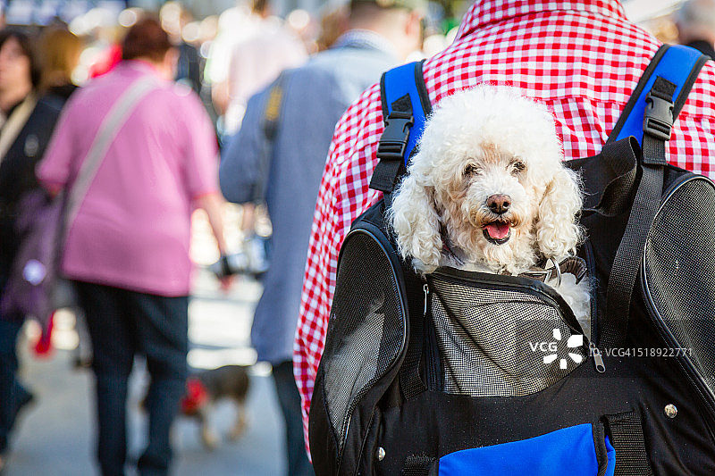 被宠爱的宠物狗图片素材