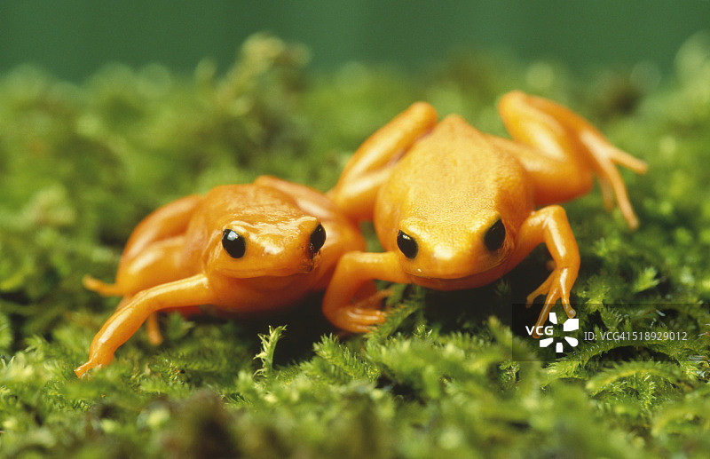 金色青蛙图片素材