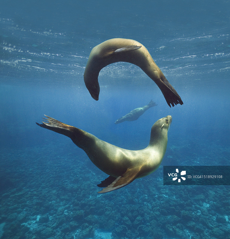 水下嬉戏的海狮图片素材
