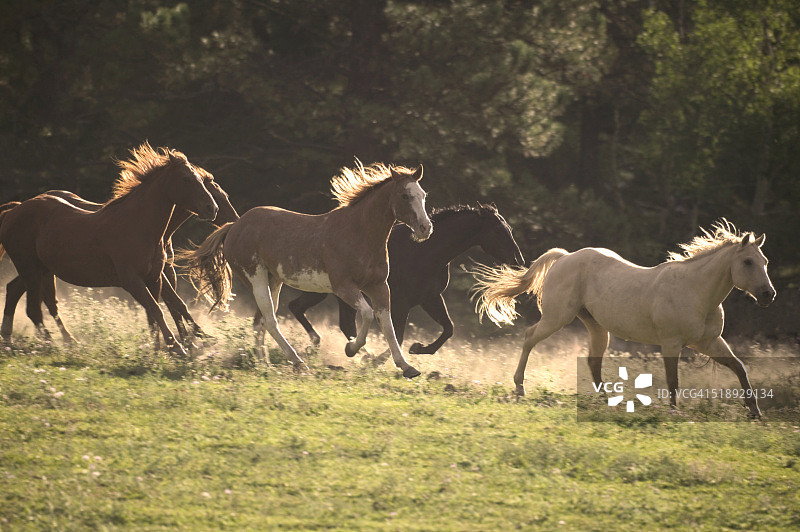 夸特马群图片素材