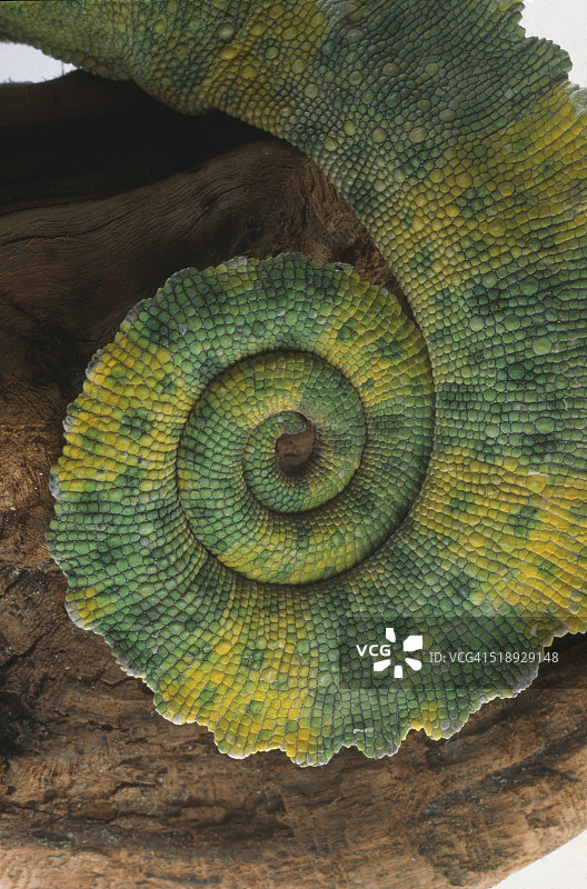 变色龙尾巴图片素材