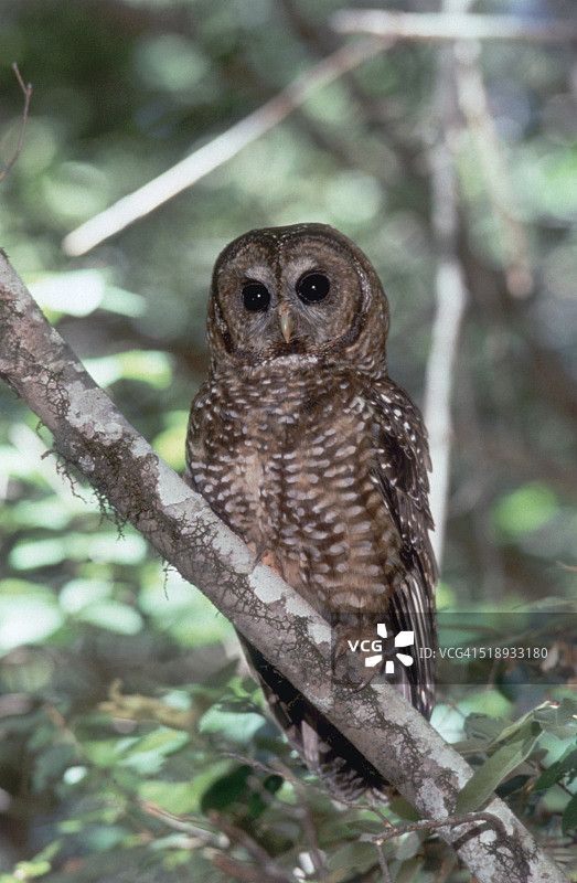 斑点林鸮图片素材