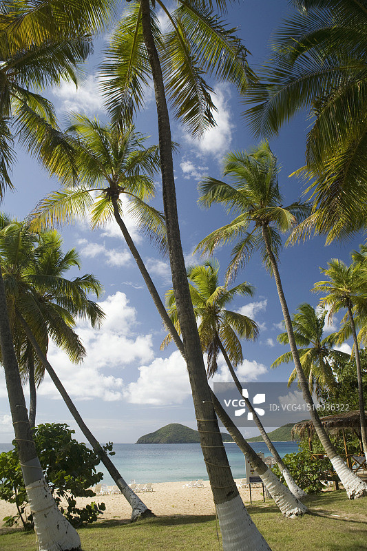 棕榈树，兰伯特海滩，托尔托拉岛，英属维尔京群岛图片素材