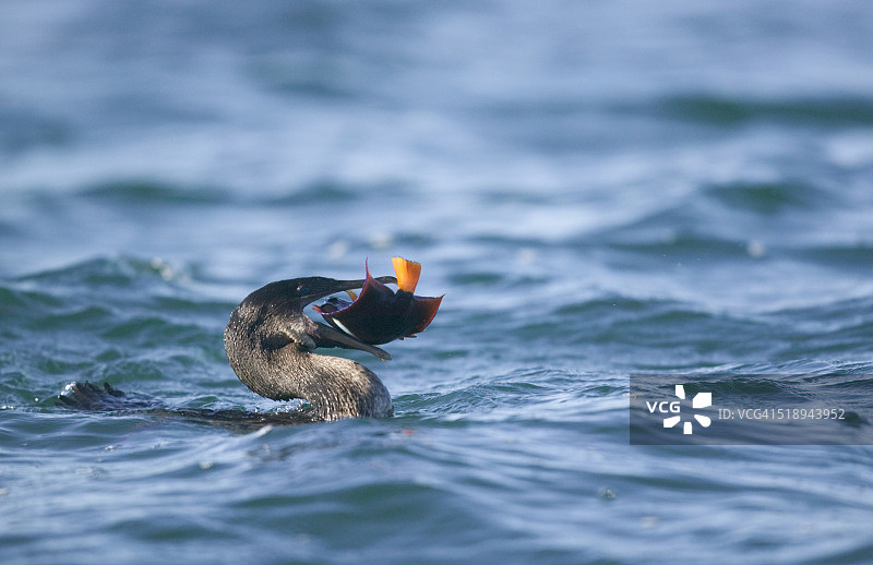 不会飞的鸬鹚正在吃神仙鱼图片素材