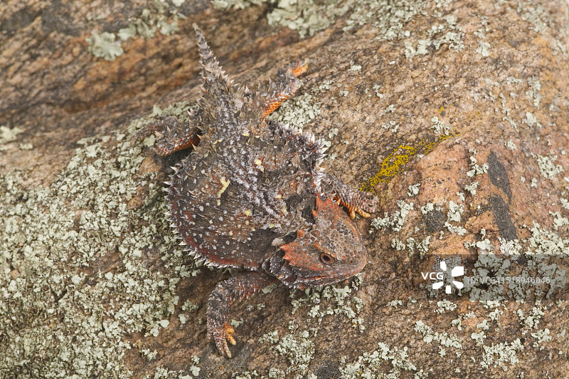短角蜥蜴藏在岩石上图片素材