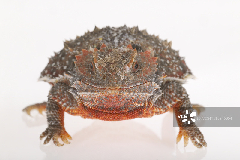 短角蜥蜴图片素材