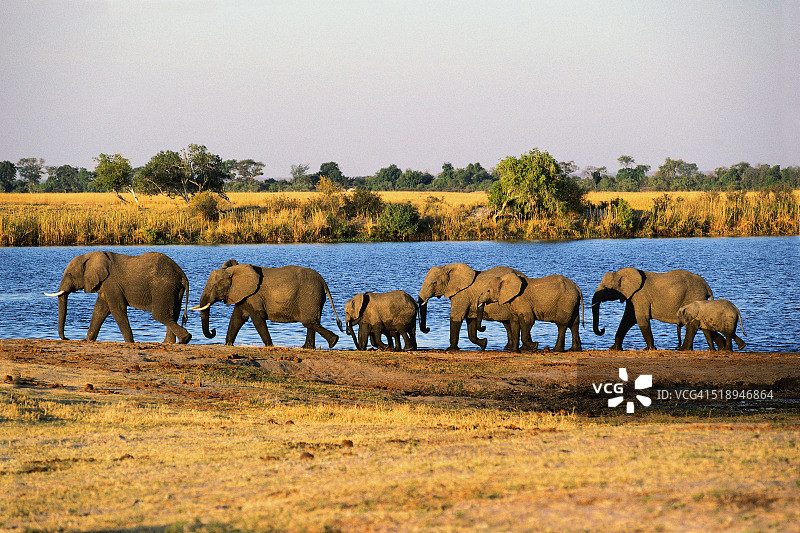 沿河行走的大象群图片素材
