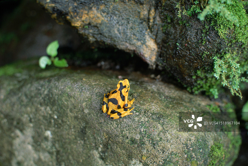 条纹金蛙图片素材