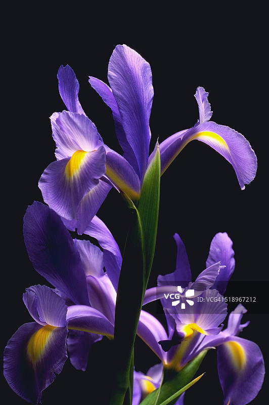 日本鸢尾花图片素材