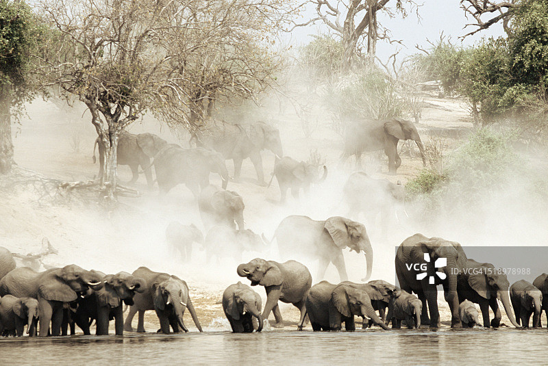 一群非洲象走向水坑图片素材