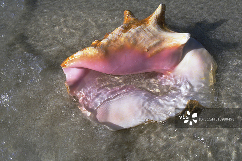 海滩海螺图片素材