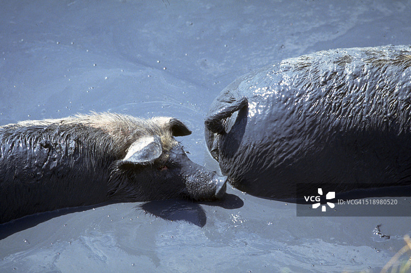 猪在泥泞的河里打滚图片素材