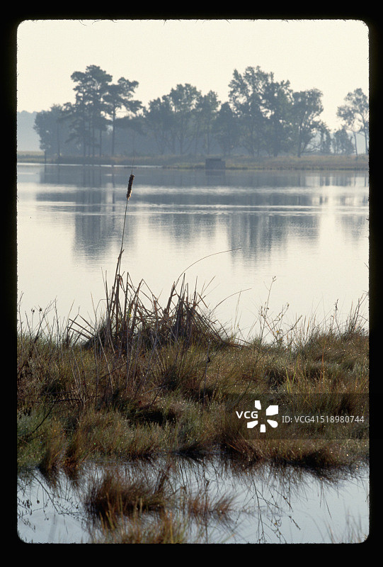 布莱克沃特河沿岸沼泽图片素材