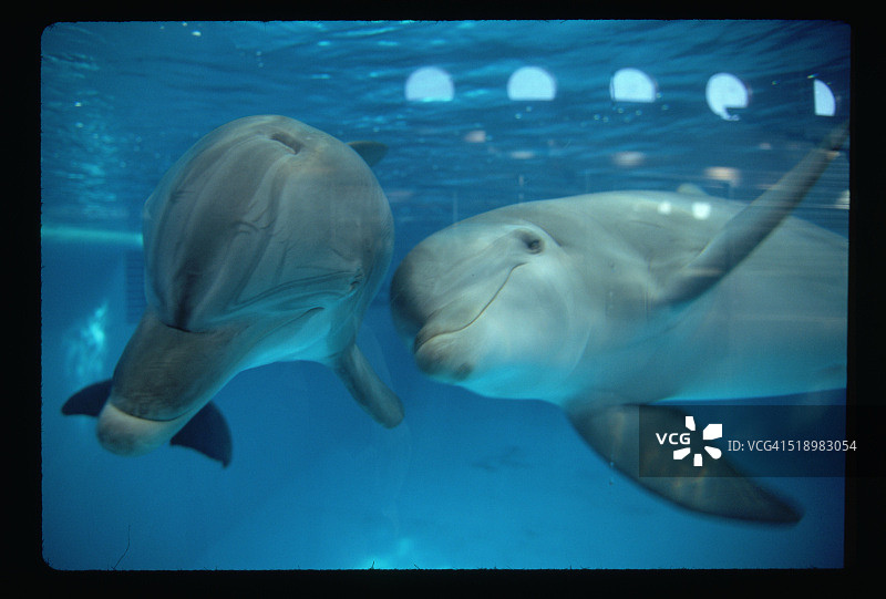 瓶鼻海豚图片素材