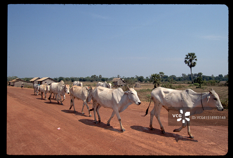 在柬埔寨村庄牧牛图片素材