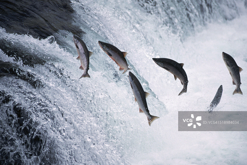 布鲁克斯瀑布的三文鱼跳跃图片素材
