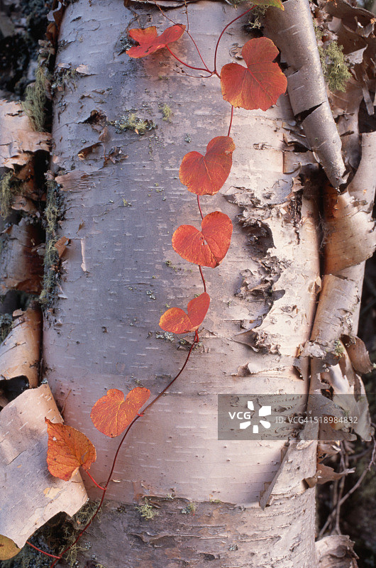 藤蔓缠绕在桦树上图片素材