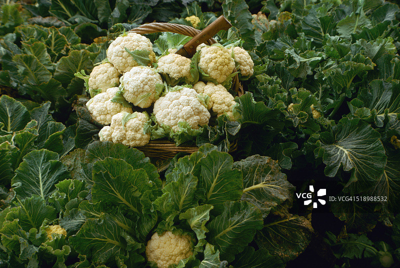 收获的菜花图片素材