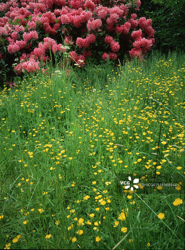 毛茛花和杜鹃花图片素材