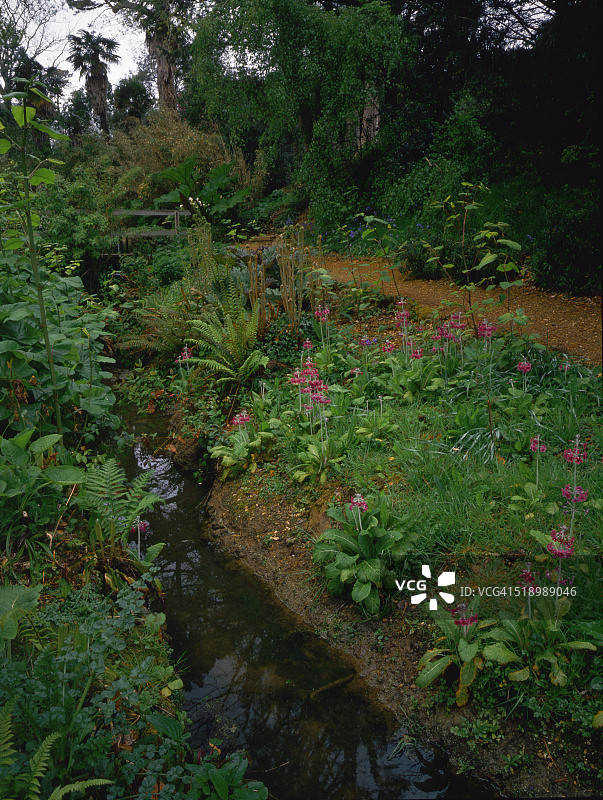 河岸植物图片素材