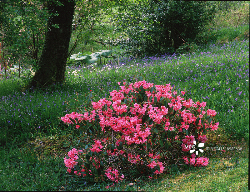 阿德托尼斯庄园的林地花卉图片素材