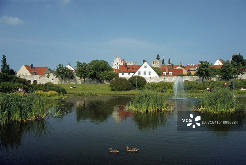 在公园池塘里游泳的鸭子图片素材