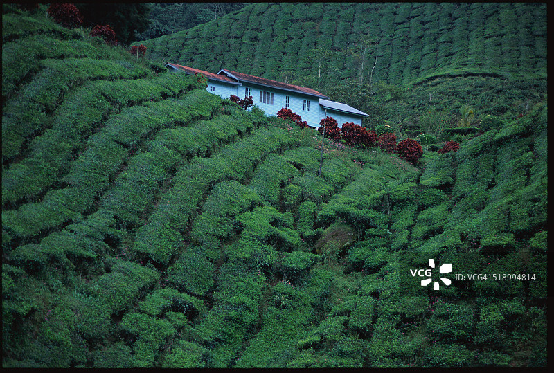 Boh茶园图片素材