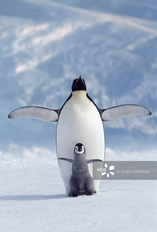 企鹅和企鹅宝宝图片素材