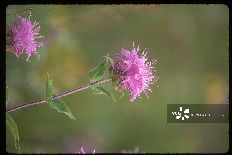粉色蜂香薄荷花图片素材
