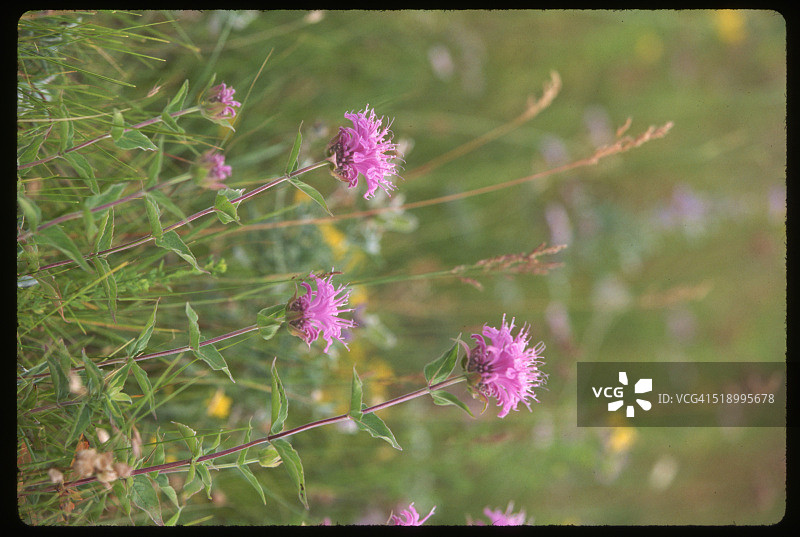 粉色蜂香薄荷花图片素材