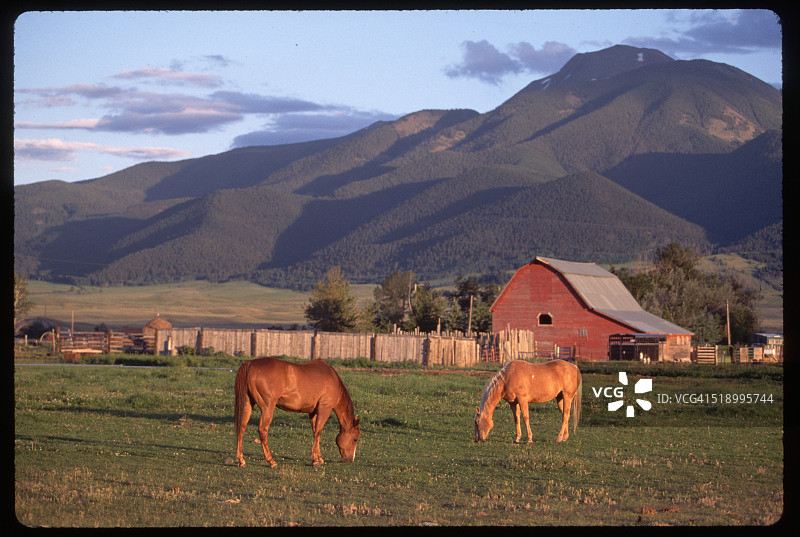 带谷仓和山脉的牧场中的马群图片素材
