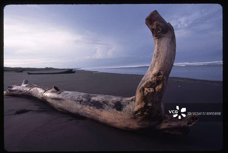 科斯塔黎加Jaco海滩上的大型浮木树桩图片素材
