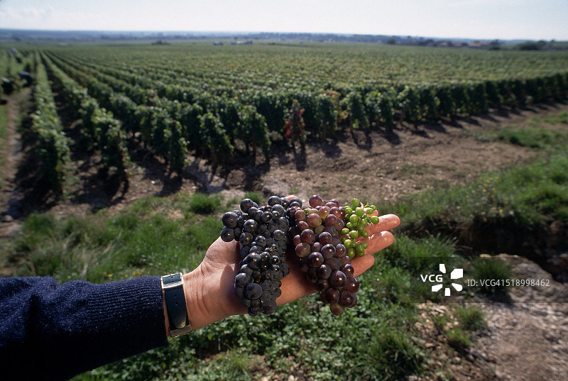 罗曼尼康帝葡萄园的葡萄图片素材