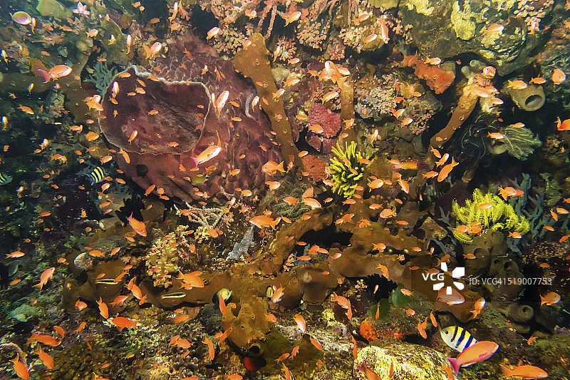 带有鞍背海葵鱼的珊瑚礁图片素材