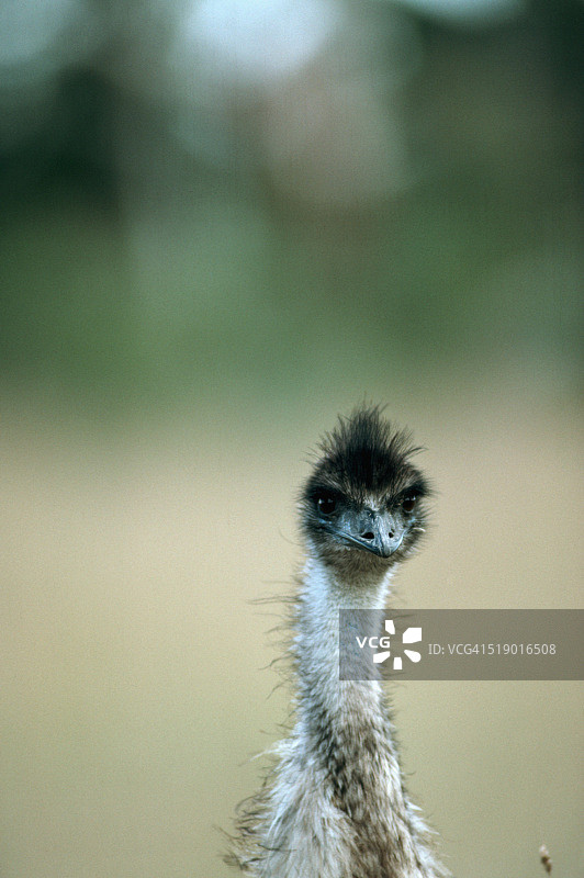 鸸鹋头部图片素材