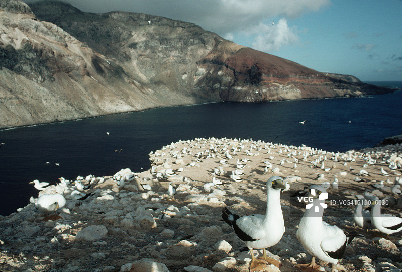 在鸟岛上的面具鲣鸟，背景是阿森松岛图片素材