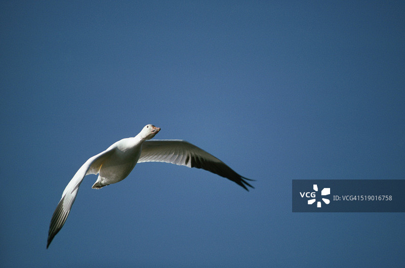 雪雁翱翔于湛蓝的天空图片素材