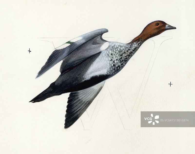 彼得·约翰逊的飞行鸭子图片素材