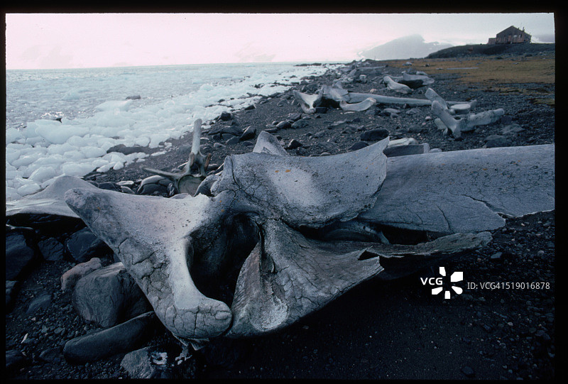 海滩上的蓝鲸骨骼图片素材
