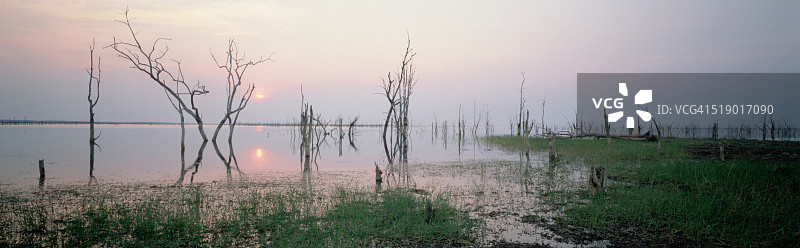 卡里巴湖边缘的洪水树木图片素材