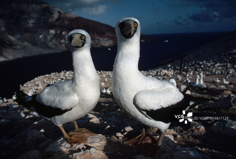 在鸟岛上的面具鲣鸟，背景是阿森松岛图片素材
